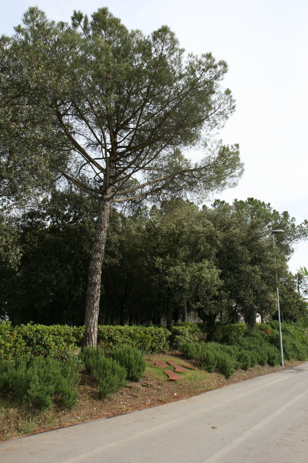 Monumento ai soldati neozelandesi, immerso nella natura, onora il sacrificio dei soldati durante le guerre.