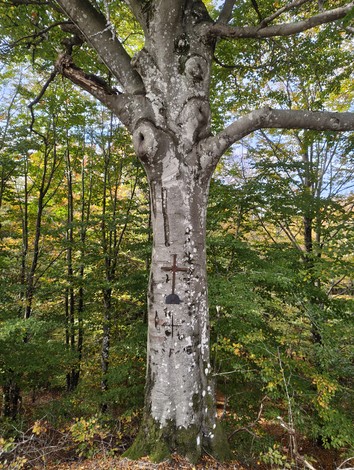 Un albero imponente con segni distintivi e una croce sulla corteccia, circondato da vegetazione autunnale.