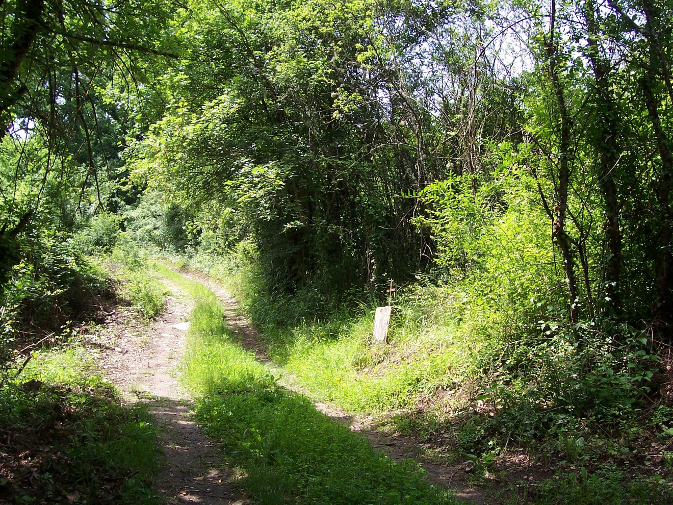 Sentiero verde tra alberi e vegetazione, con un cippo visibile sul lato. Atmosfera naturale e tranquilla.