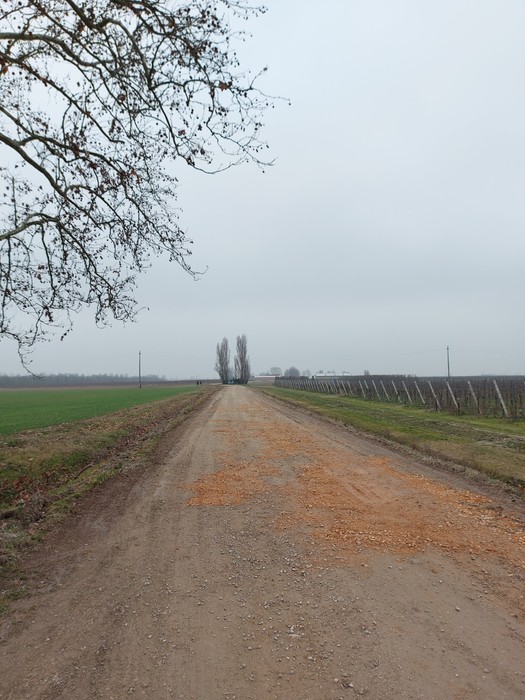 Strada sterrata che conduce al Monumento all'eccidio del Palazzone, immersa nel paesaggio agricolo.