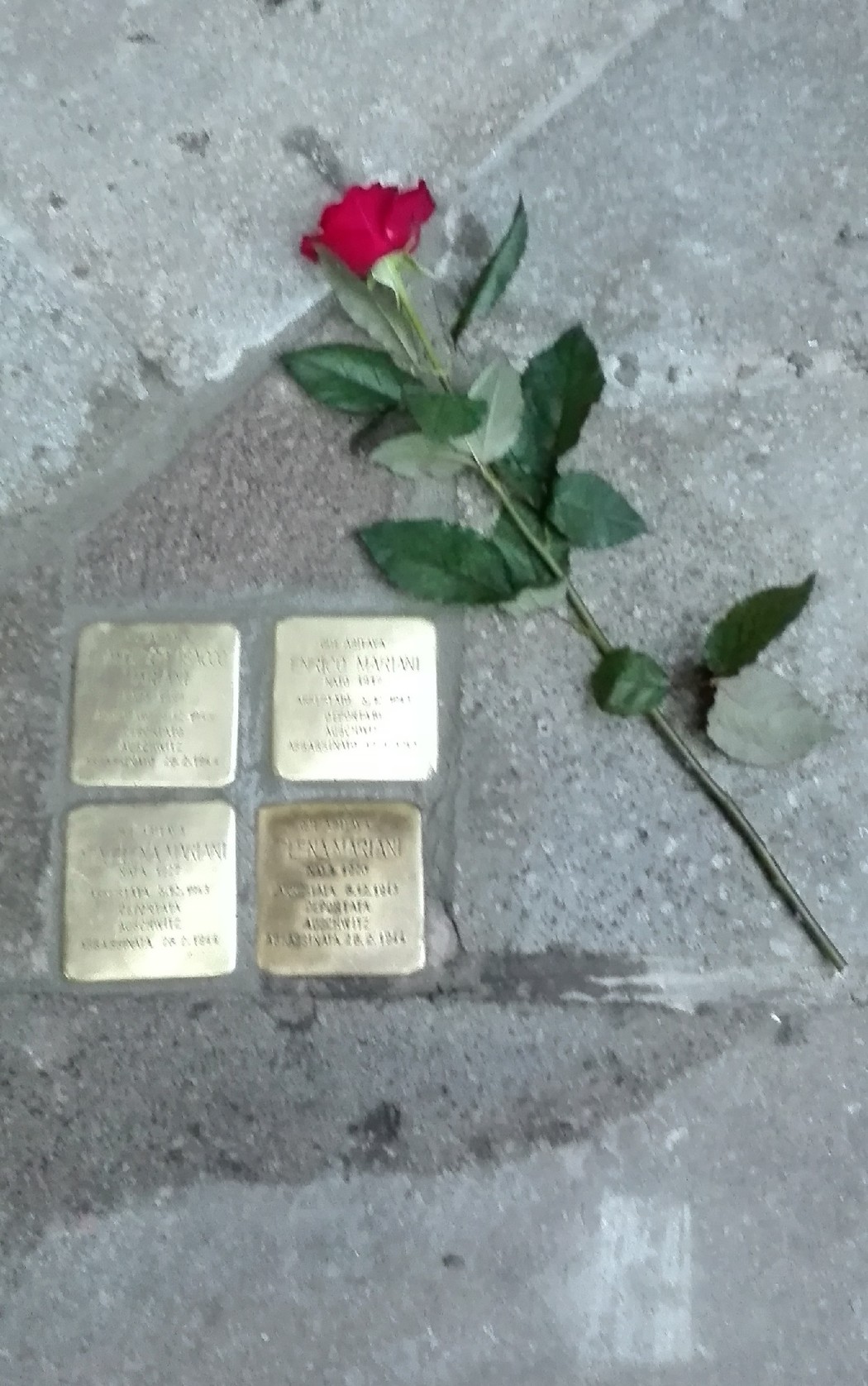 Pietre d'inciampo dedicate alla famiglia Melli - Mariani, decorate con una rosa rossa.