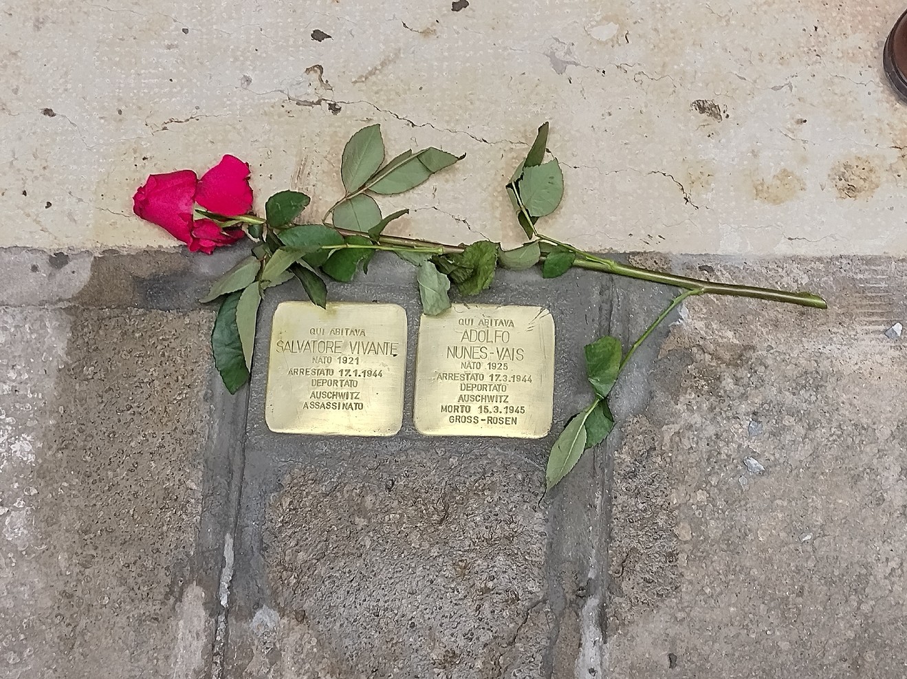 Pietra d'inciampo dedicata a Salvatore Vivante e Adolfo Nunes-Vais, adornata da una rosa rossa.