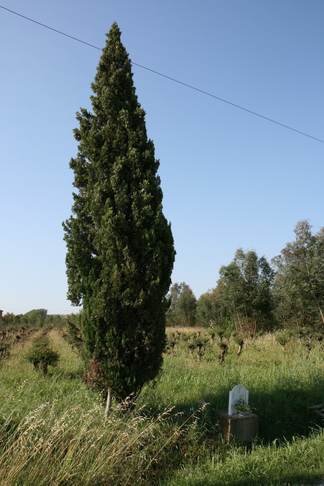 Cippo commemorativo dedicato a Guido Magrini in un prato verde circondato da alberi.