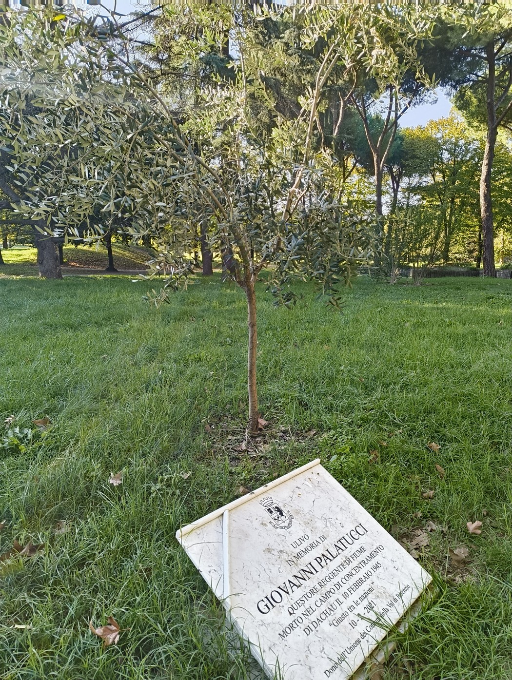 Ulivo a Palatucci, simbolo di pace e resilienza, circondato da un ambiente naturale suggestivo.