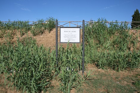 Dedica a Pietro Del Giudice, circondata da vegetazione, sotto un cielo luminoso. Un tributo alla memoria.