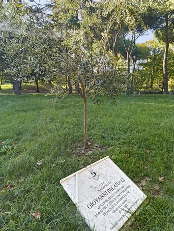 Ulivo a Palatucci, simbolo di pace e resilienza, circondato da un ambiente naturale suggestivo.