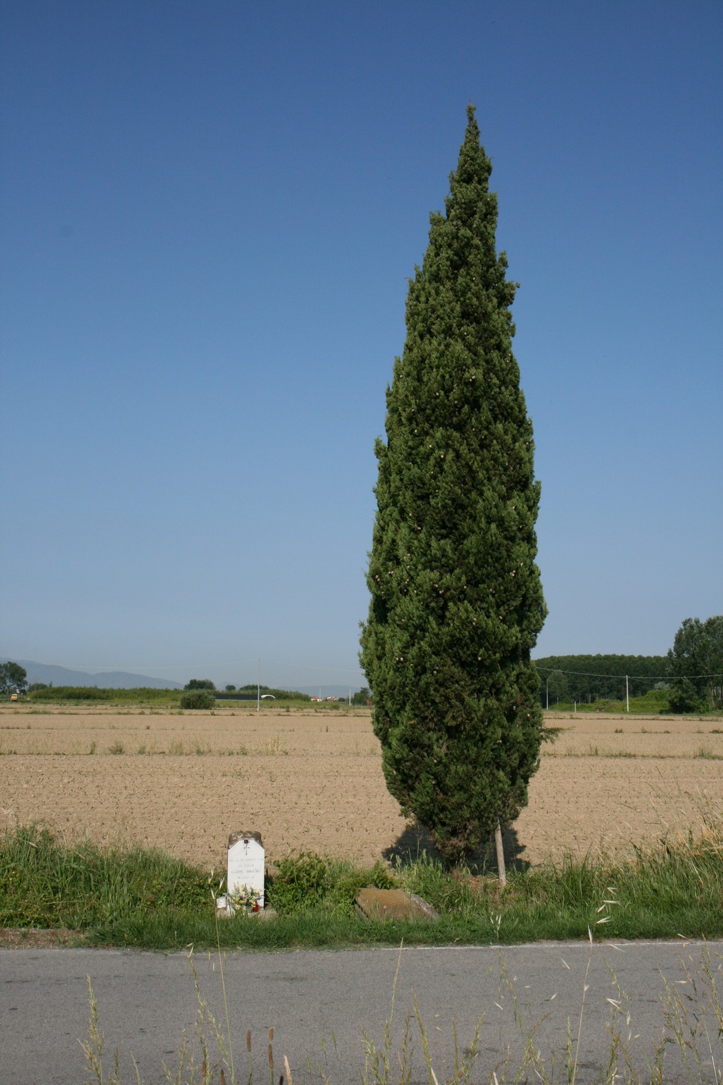 Cippo dedicato a Domenico Magrini, affiancato da un cipresso, in un paesaggio di campagna.