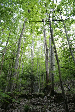Cippo ad Aglietti immerso nel verde di un bosco, tra alberi alti e fogliame rigoglioso.