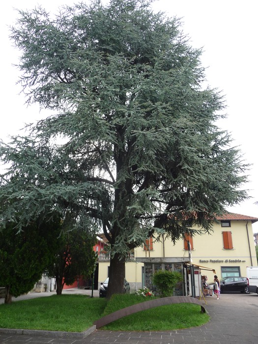 Monumento ai caduti partigiani circondato da un alberi e vicini edifici. Commemorazione storica e tributo.
