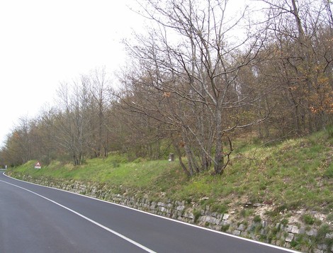 Cippo a Fani: monumento storico lungo una strada circondata da alberi e vegetazione.