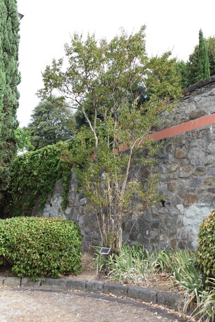 Immagine di un albero di mirto, circondato da siepi, in un giardino con muro di pietra sullo sfondo.