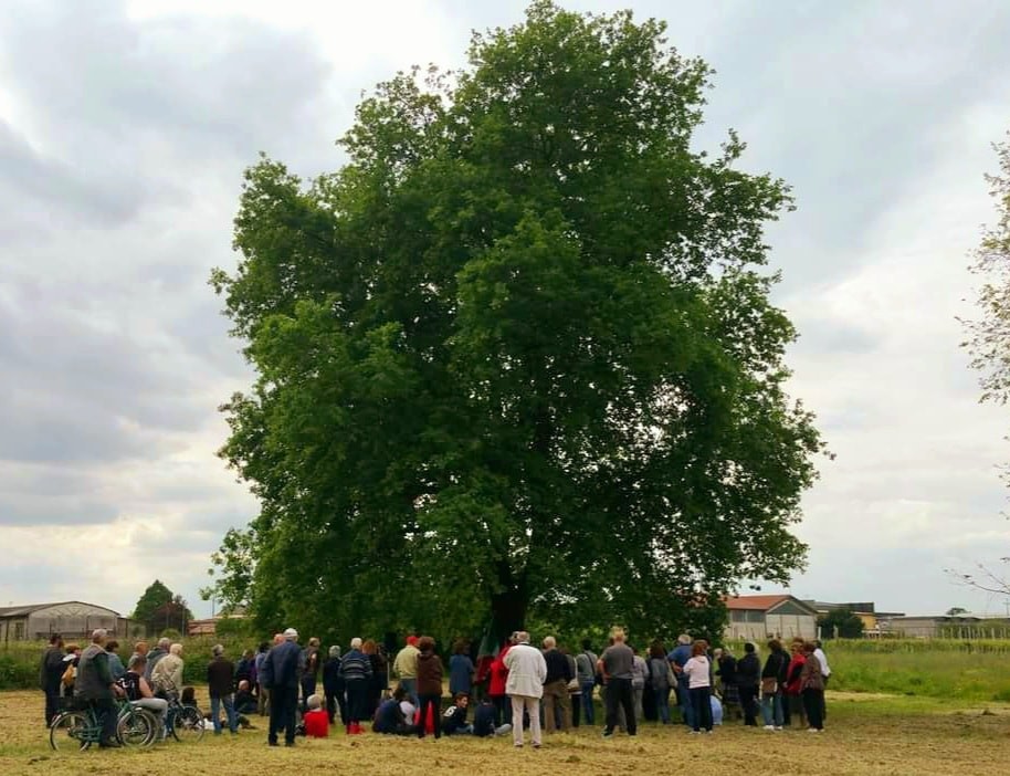 La Quercia di De Faldò, antica e maestosa, circondata da persone in un evento comunitario.