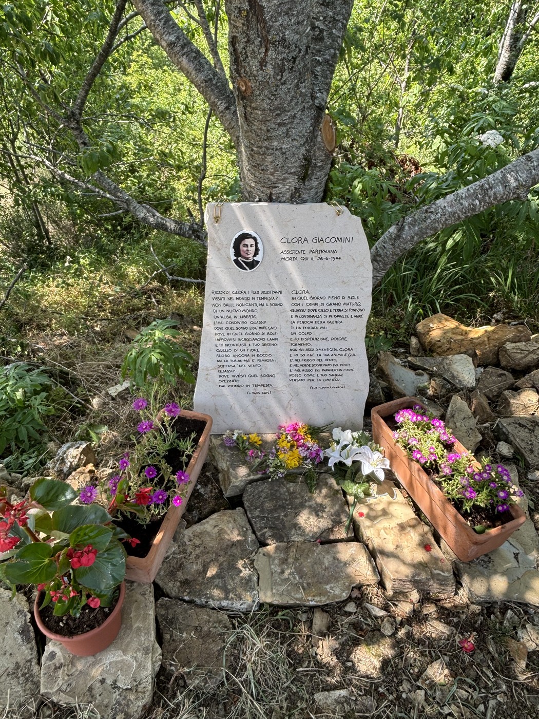 Lapide commemorativa di Giacomini circondata da fiori e posizionata sotto un albero in un ambiente naturale.