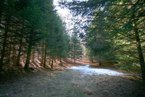 Una radura nel bosco con alberi fitti e un po' di neve che si scioglie sul terreno.