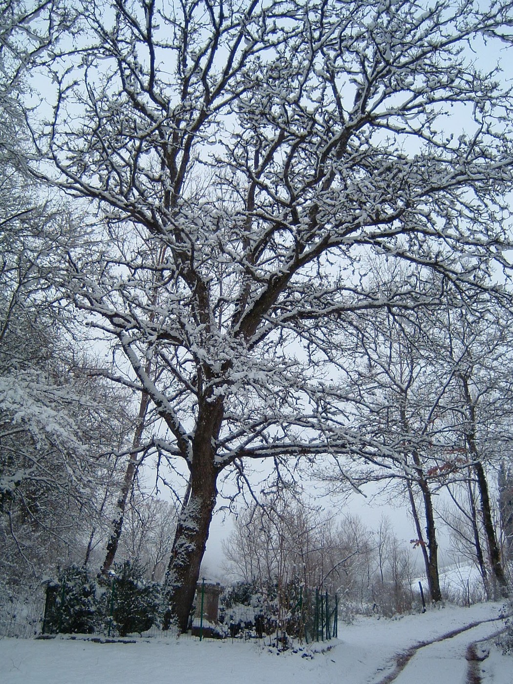 Cippo commemorativo circondato da alberi innevati a Buonasera, simbolo di memoria e rispetto per i caduti.