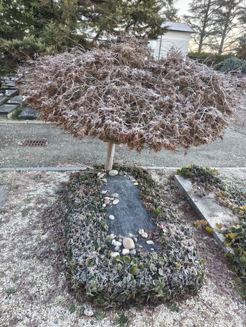 Sepolcro di Levi con albero secco e bordura di piante ornamentali in un contesto silenzioso e suggestivo.