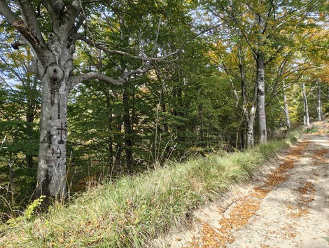 Veduta di una strada sterrata circondata da alberi verdi e foglie autunnali che cadono sul terreno.