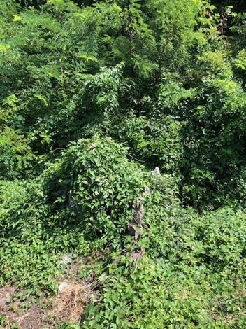 Cippo a Fiore coperto da una fitta vegetazione, immerso nel verde della natura.