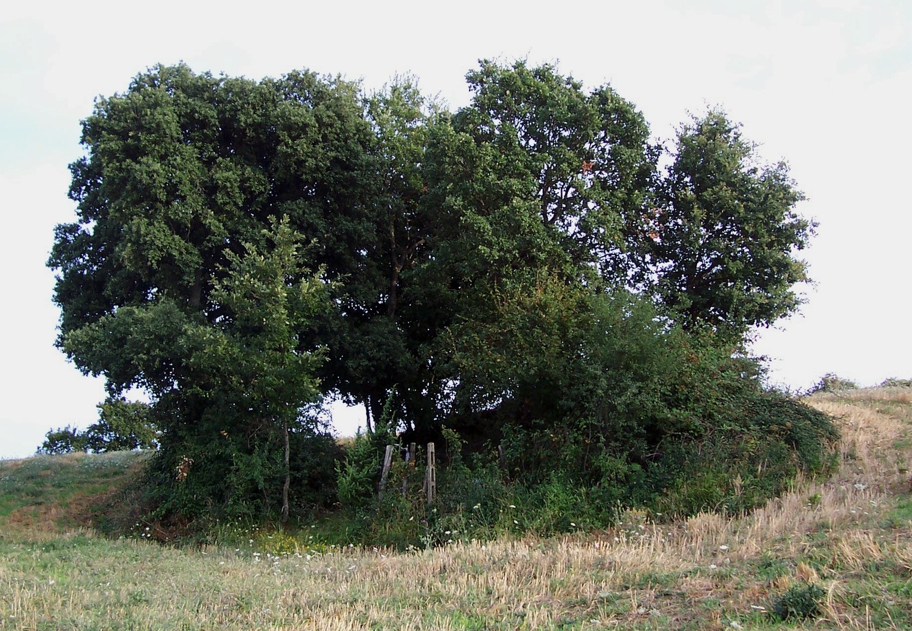 Monumento ai caduti di Terranieri, immerso nel verde, a ricordo dei sacrifici della comunità locale.