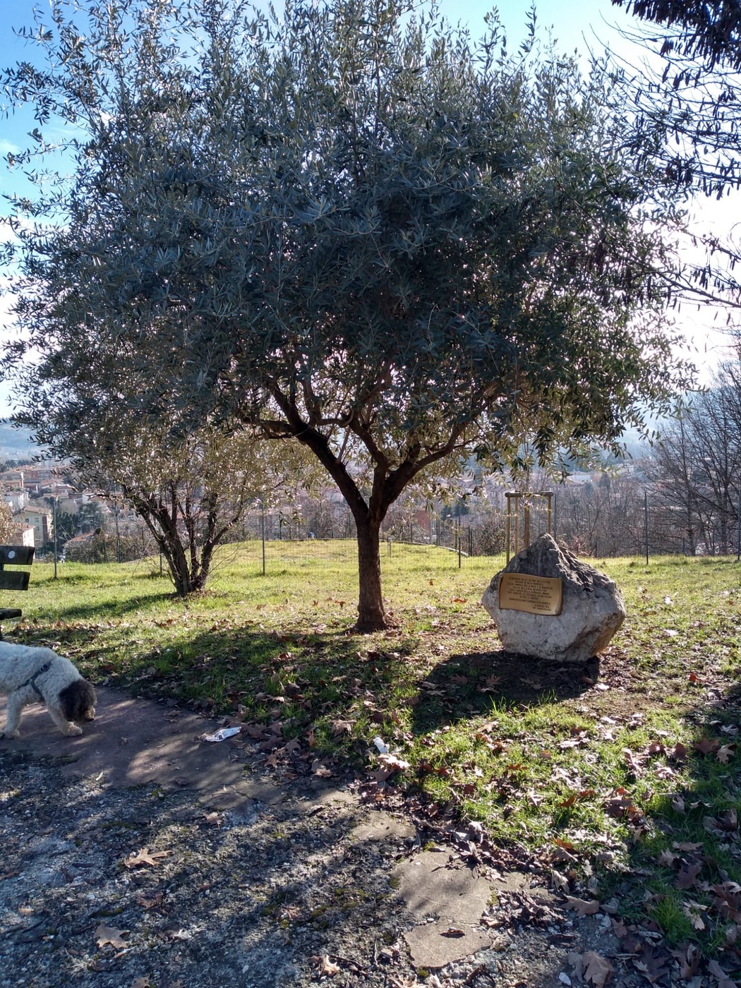 Ulivo situato in un'area verde, con una targa commemorativa accanto a una roccia, in memoria dell'eccidio di Villa Martuzzi.
