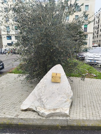 Ulivo a Palatucci, simbolo di pace, circondato da una pietra commemorativa e vegetazione urbana.