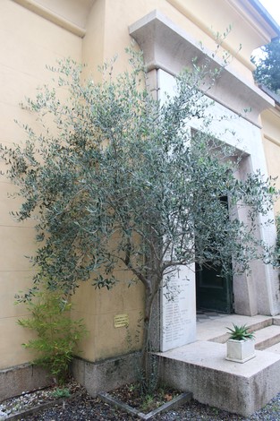 Ulivo affiancato a un muro di pietra, con dettagli architettonici e piante ornamentali sul terreno.