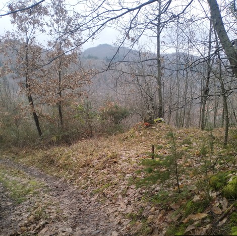 Paesaggio naturalistico con sentiero sterrato, alberi spogli e una croce visibile tra la vegetazione.