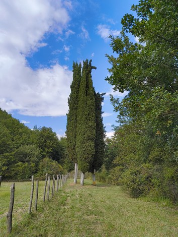 Immagine di cipressi che si ergono verso il cielo in un paesaggio naturale sereno e verde.